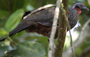 Rusty-margined Guan