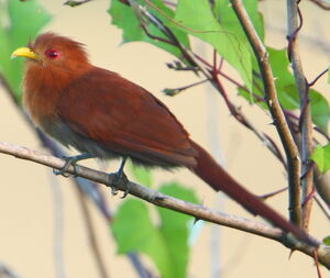 Little Cuckoo