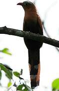 Black-bellied Cuckoo
