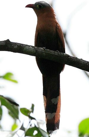 Piaye � ventre noir