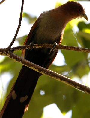 Piaye �cureuil