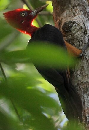 Pic � cou rouge
