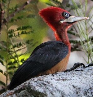 Pic � cou rouge