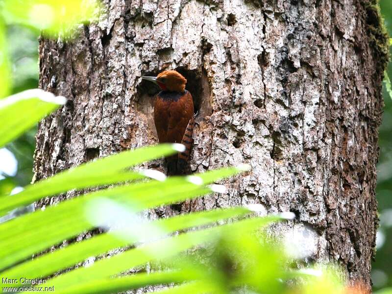 Ringed Woodpeckeradult, Reproduction-nesting