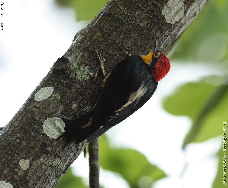 Yellow-fronted Woodpecker male