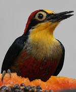 Yellow-fronted Woodpecker