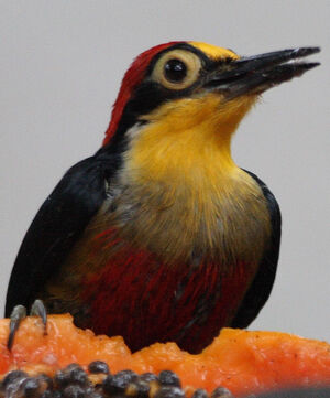 Pic � front jaune