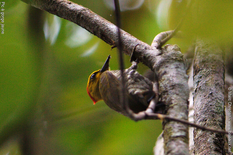 Yellow-throated Woodpecker female adult