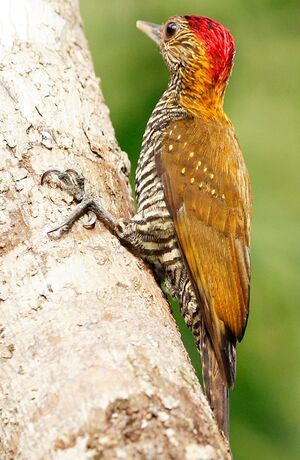 Golden-collared Woodpecker