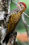 Golden-collared Woodpecker
