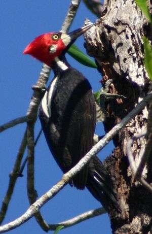 Crimson-crested Woodpecker