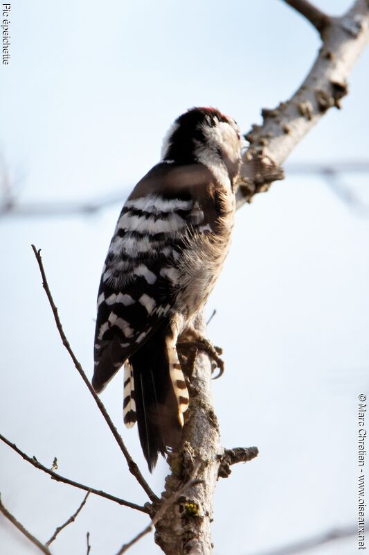 Lesser Spotted Woodpeckeradult