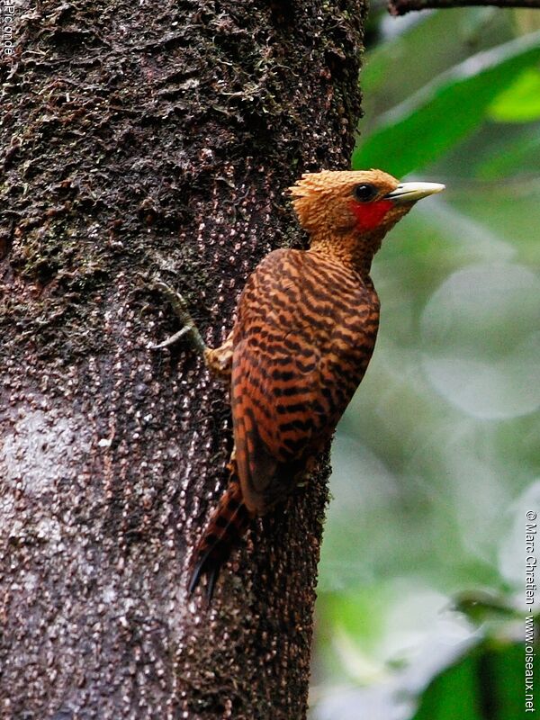 Waved Woodpecker male adult