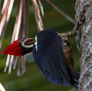 Lineated Woodpecker