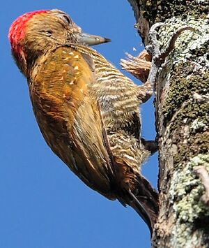 Pic passerin