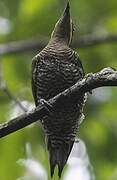 Golden-green Woodpecker