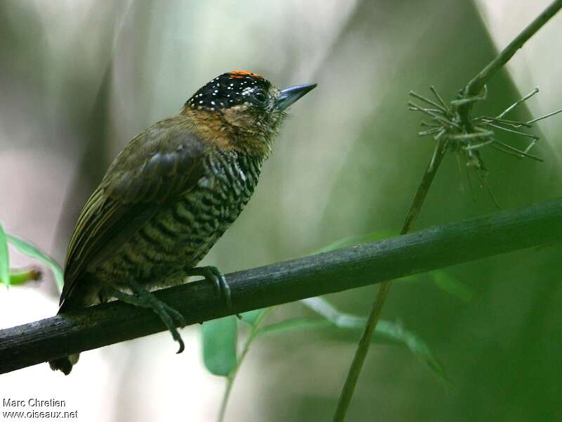Ochre-collared Piculet male adult