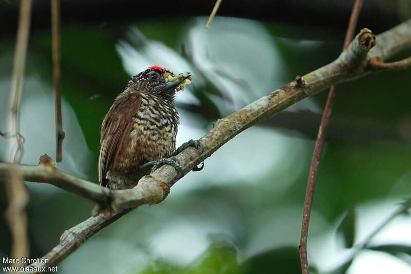 White-barred Piculet male adult, feeding habits