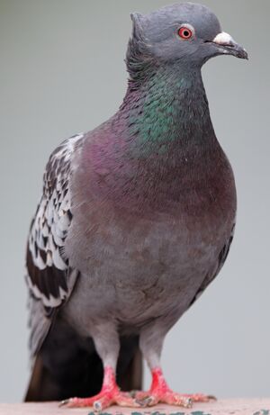 Common Pigeon
