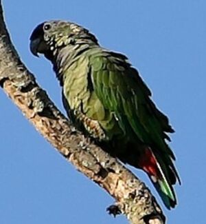 Scaly-headed Parrot