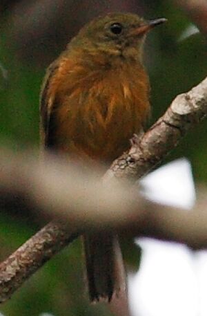 McConnell's Flycatcher