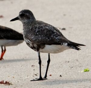 Grey Plover
