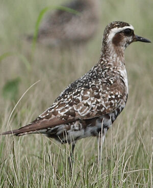 American Golden Plover