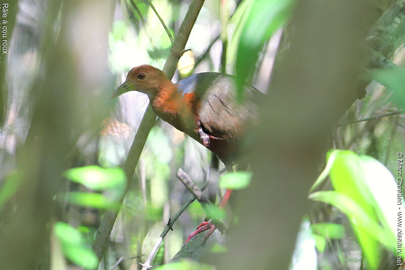 Rufous-necked Wood Rail male adult