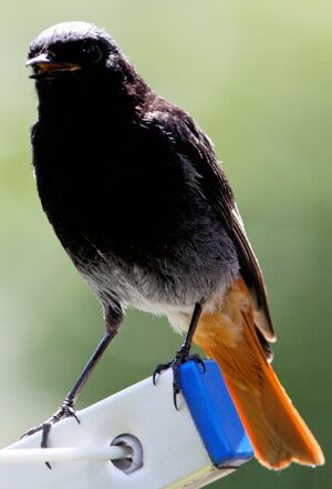Black Redstart