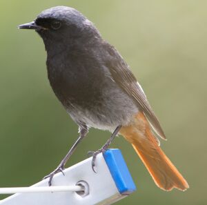 Black Redstart