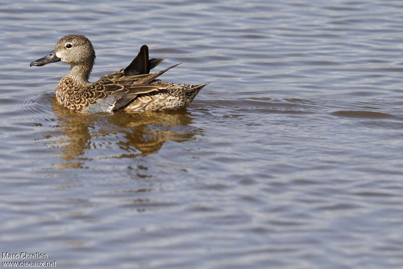 Blue-winged Teal female adult, pigmentation, swimming