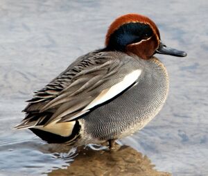 Eurasian Teal
