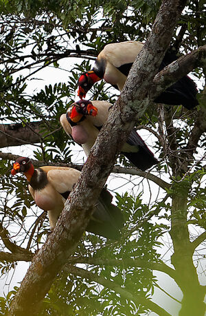 King Vulture