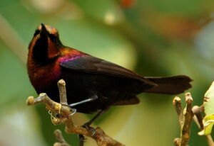 Copper Sunbird
