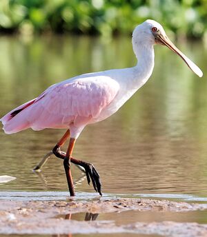 Roseate Spoonbill