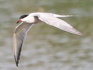 Common Tern