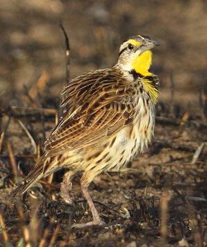 Eastern Meadowlark