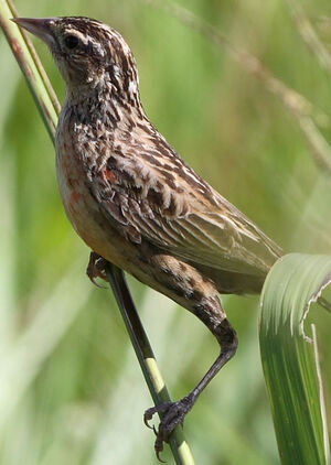 Red-breasted Blackbird