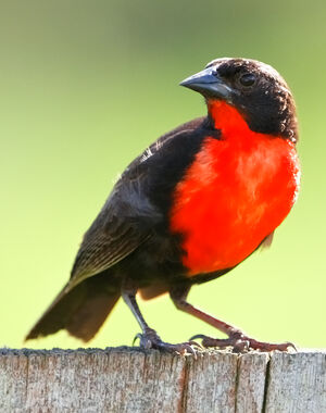 Red-breasted Blackbird
