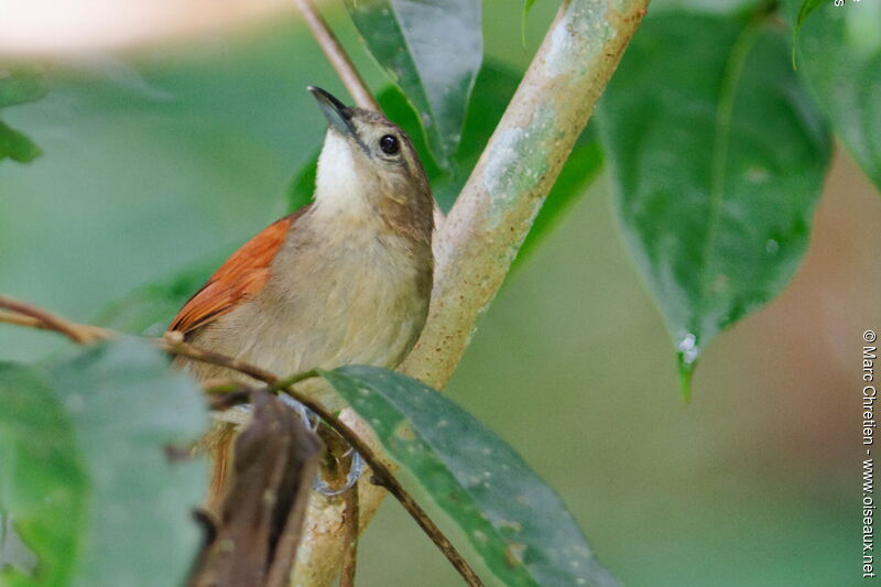 Plain-crowned Spinetail male adult
