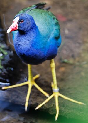 Purple Gallinule