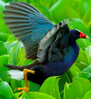 Purple Gallinule