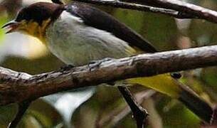 Yellow-backed Tanager