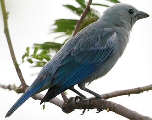 Blue-grey Tanager