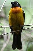 Fulvous Shrike-Tanager