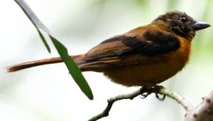 Fulvous Shrike-Tanager