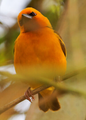 Tisserin orang�
