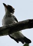 Black-tailed Tityra