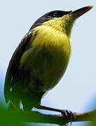 Common Tody-Flycatcher