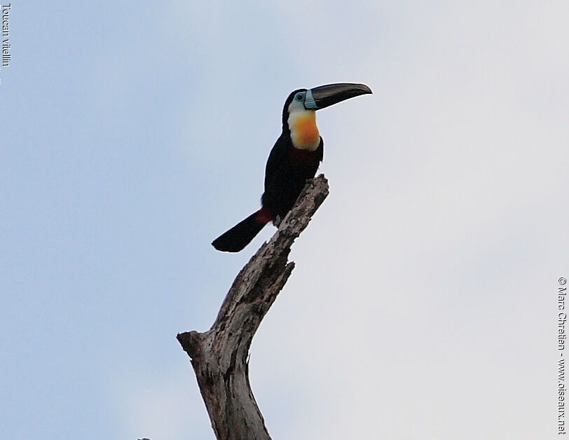Toucan ariel - Ramphastos vitellinus ariel